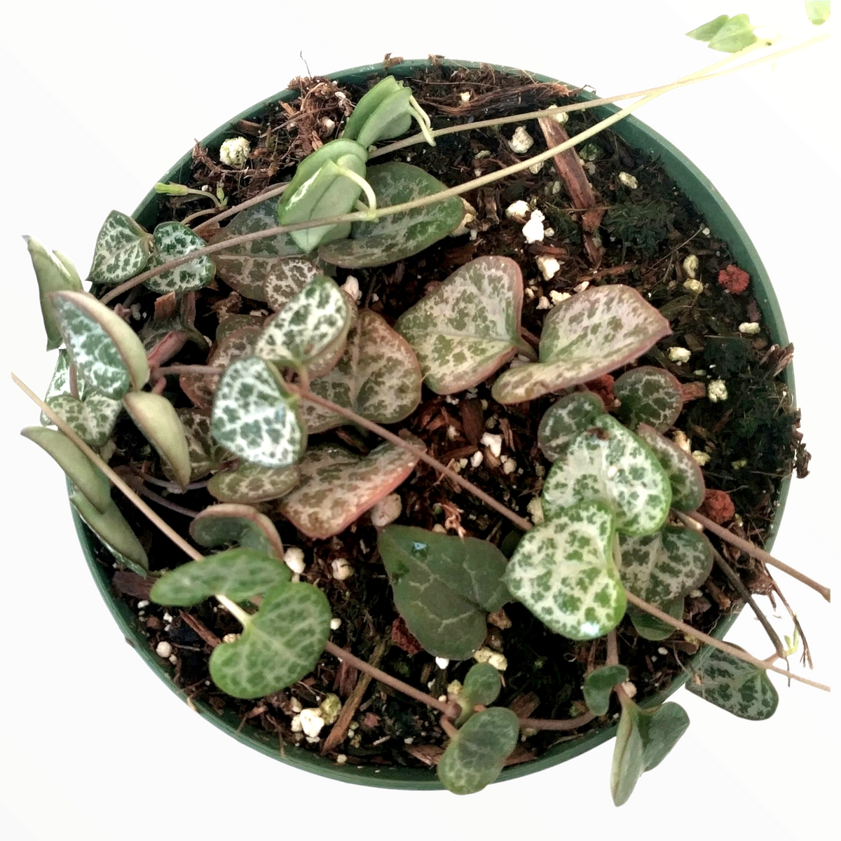 Ceropegia woodii String of Hearts - Succulents Depot