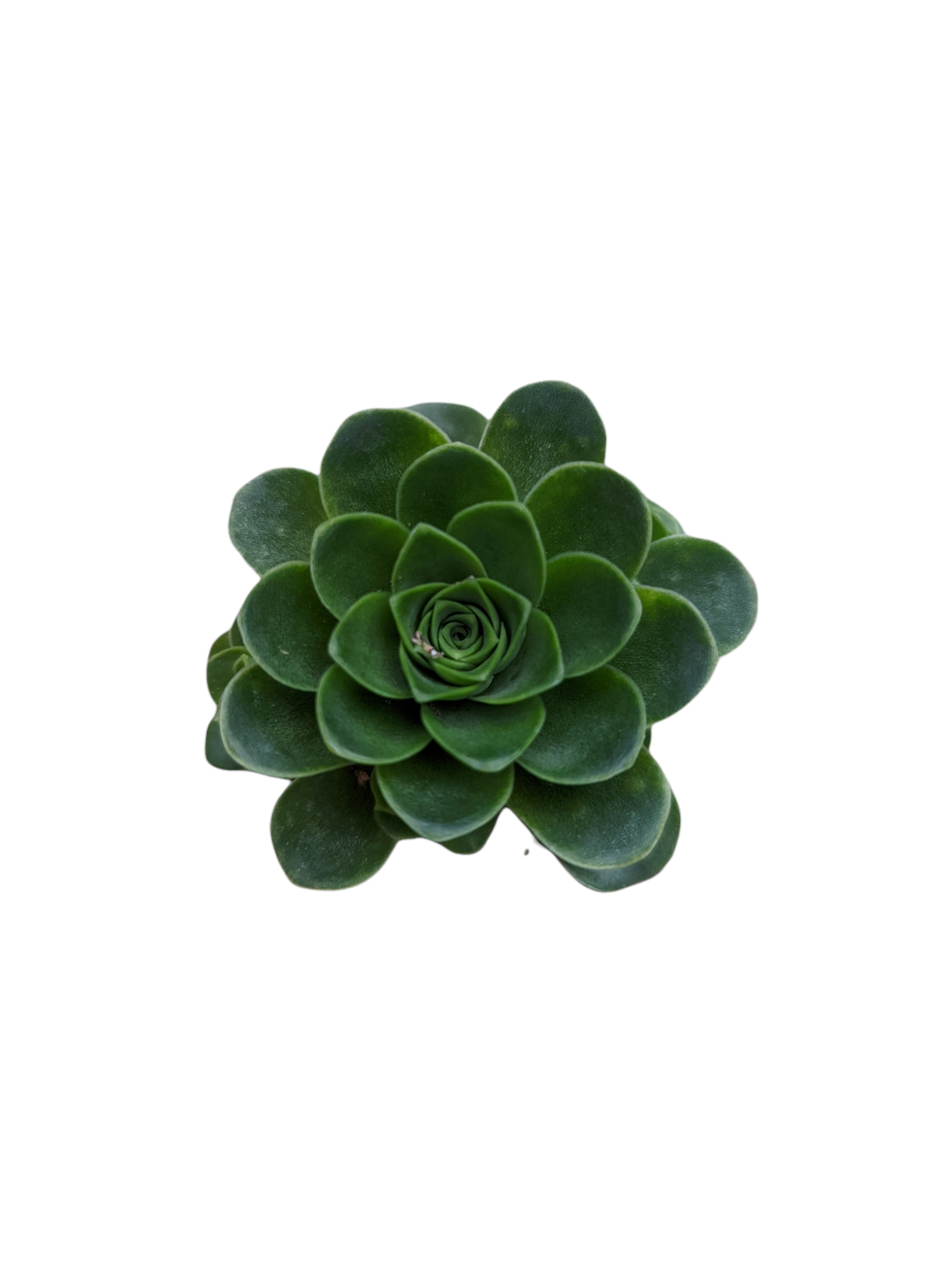 Greenovia dodrentalis Mountain Rose [Dormant in Summer]
