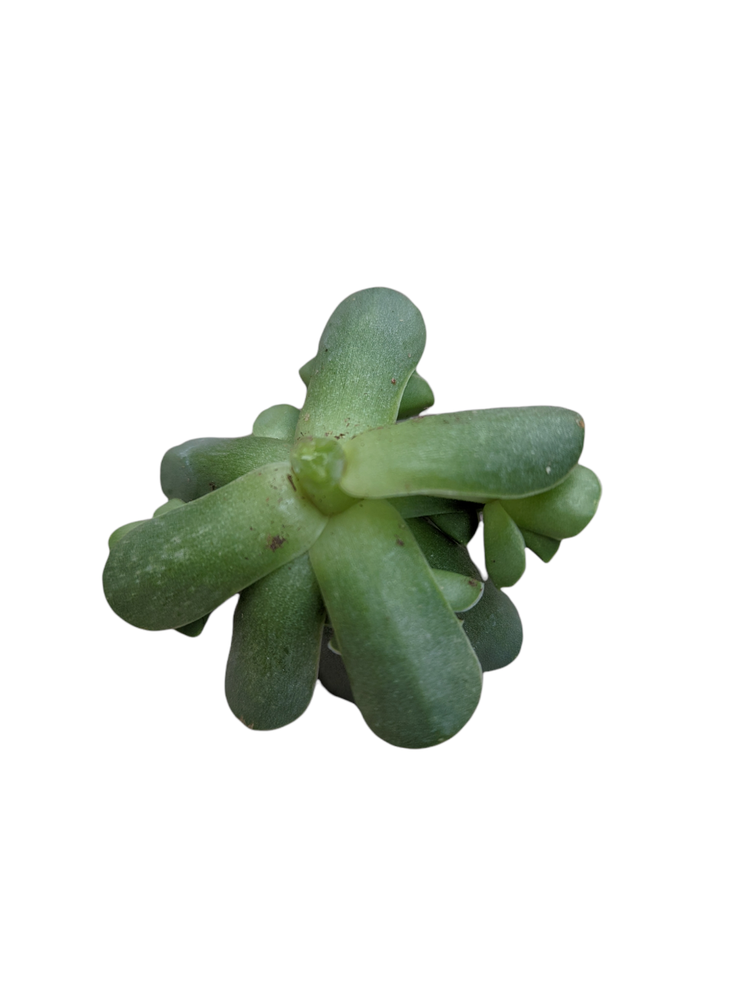 Greenovia dodrentalis Mountain Rose [Dormant in Summer]