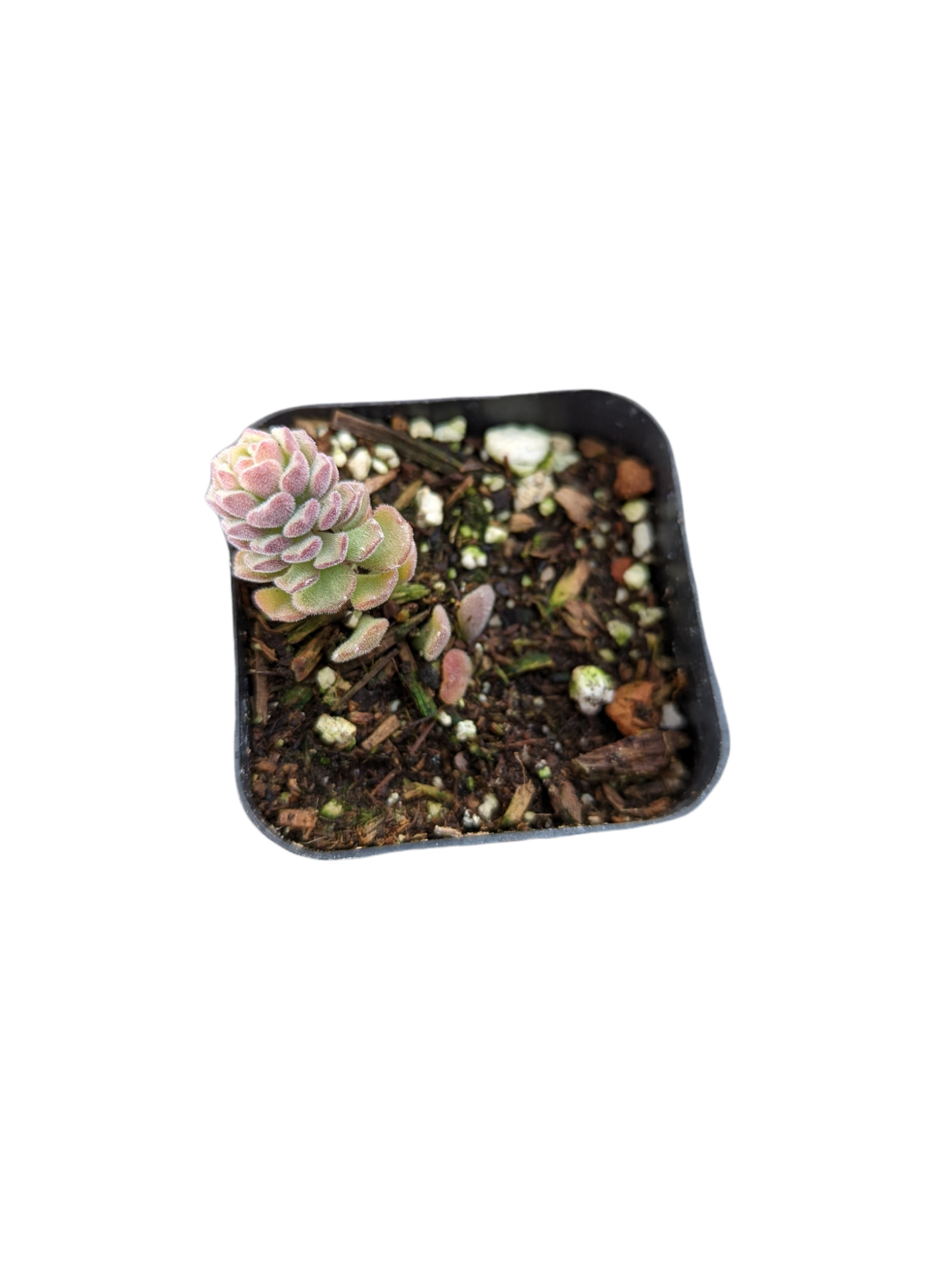 Sedum versadense Korean Succulent