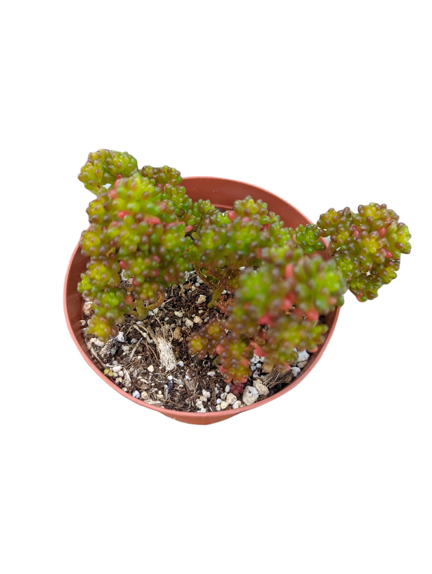 mini me succulent Sedum rubrotinctum 'Mini Me' 2 Inch