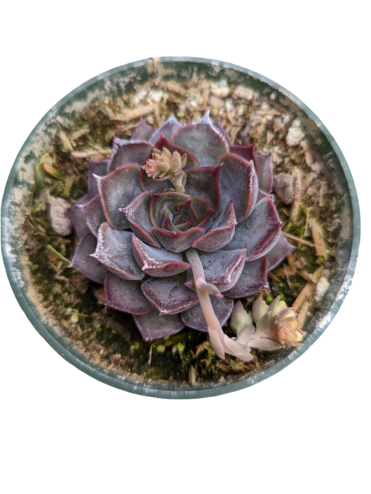 Echeveria Dark Ice