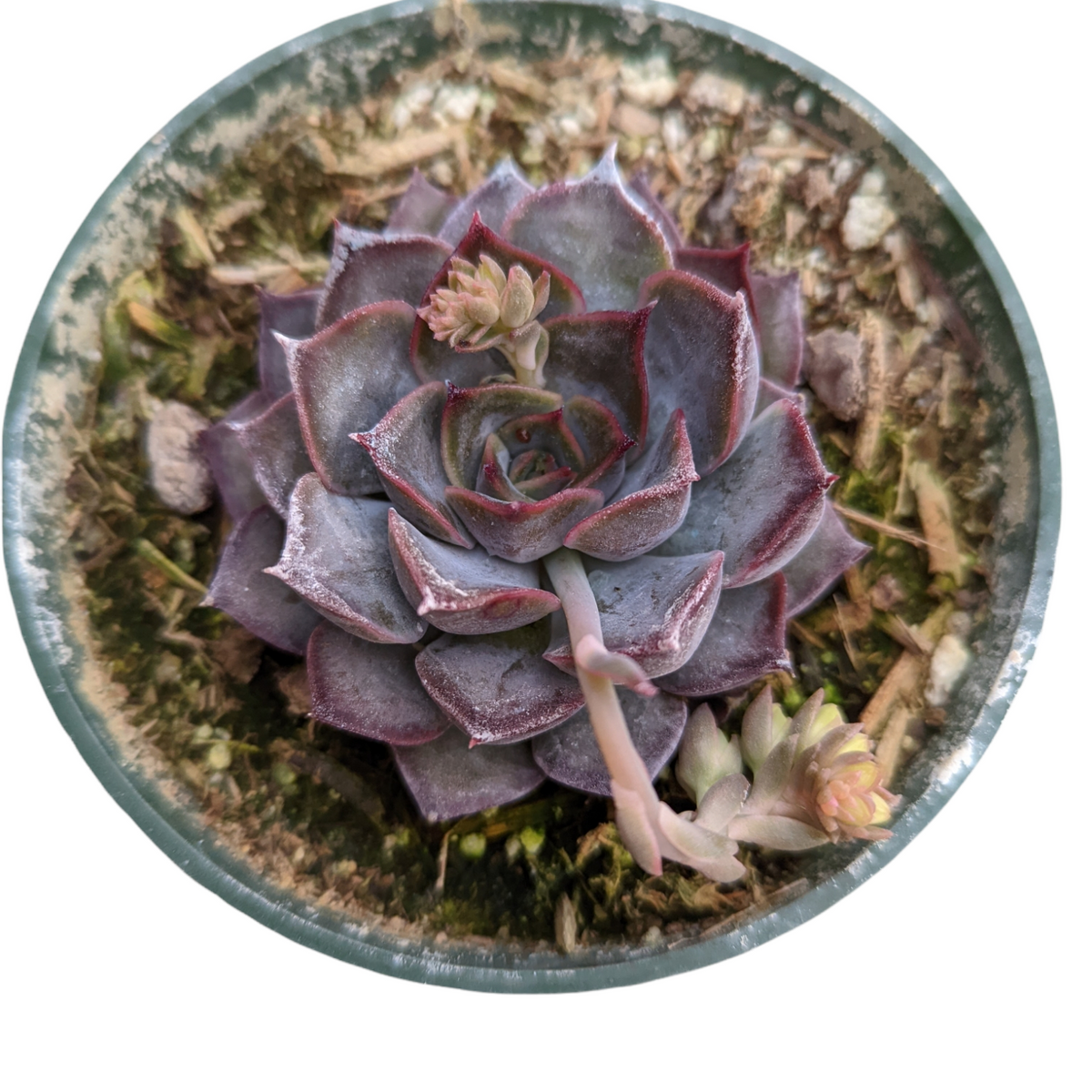 dark leaved succulents Echeveria Dark Ice -
