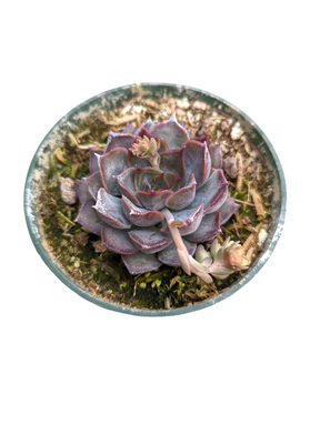 Echeveria Dark Ice