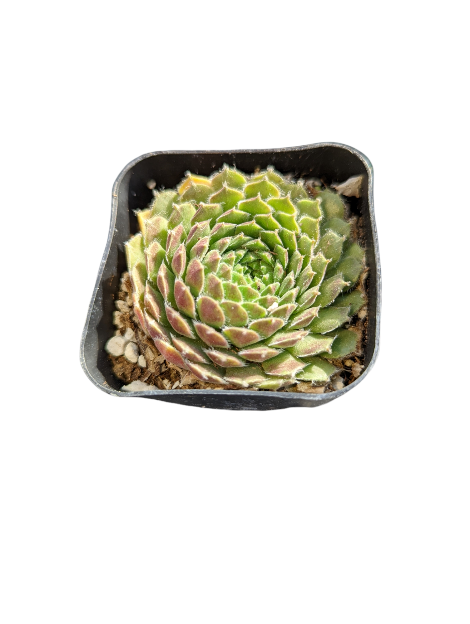 succulents empire llc Sempervivum soboliferum Rolling Hen and Chicks 2 Inch