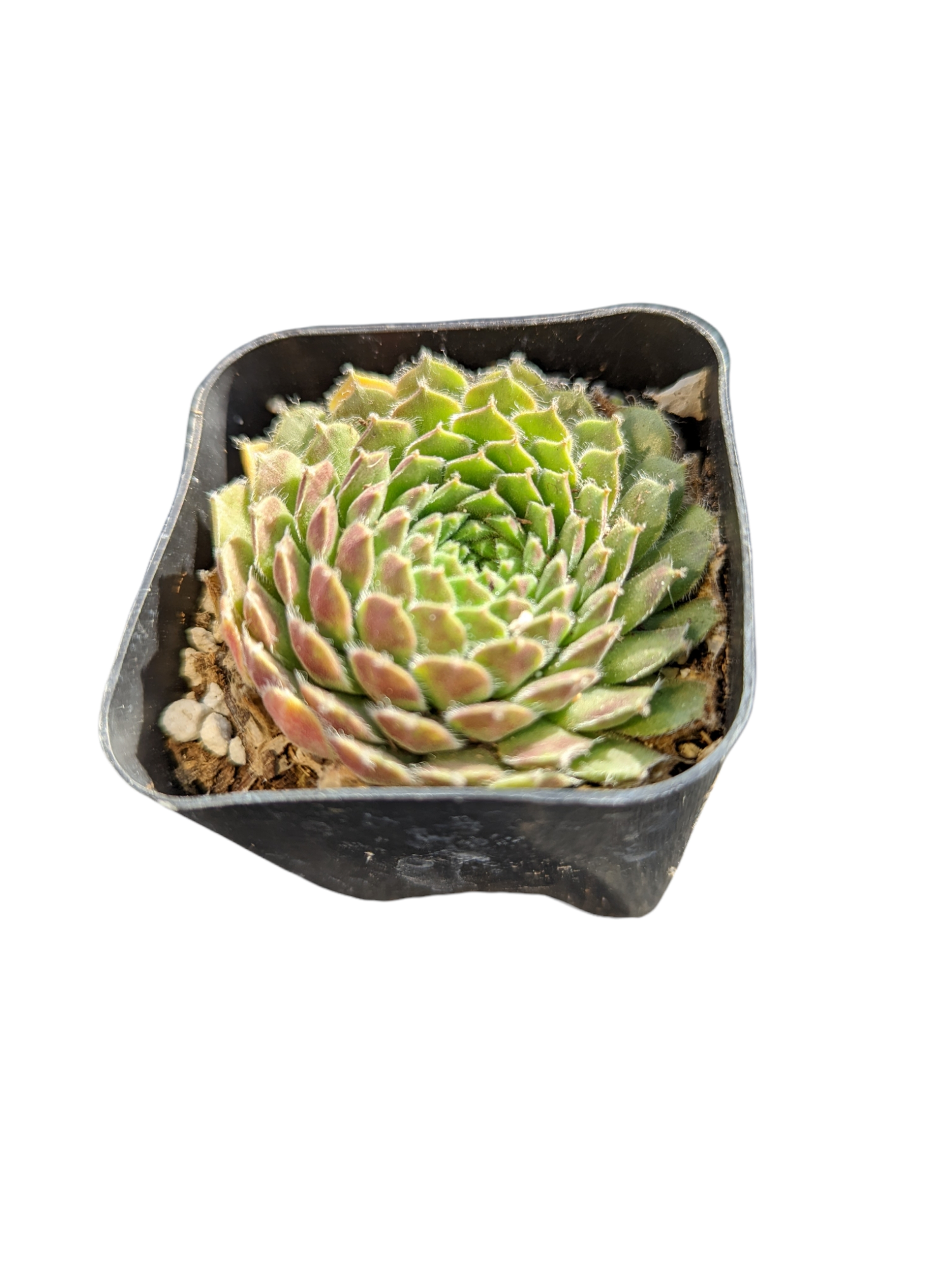 chicks succulent hens and chicks round pot cost 4 pot Sempervivum soboliferum Rolling Hen and Chicks 2 Inch