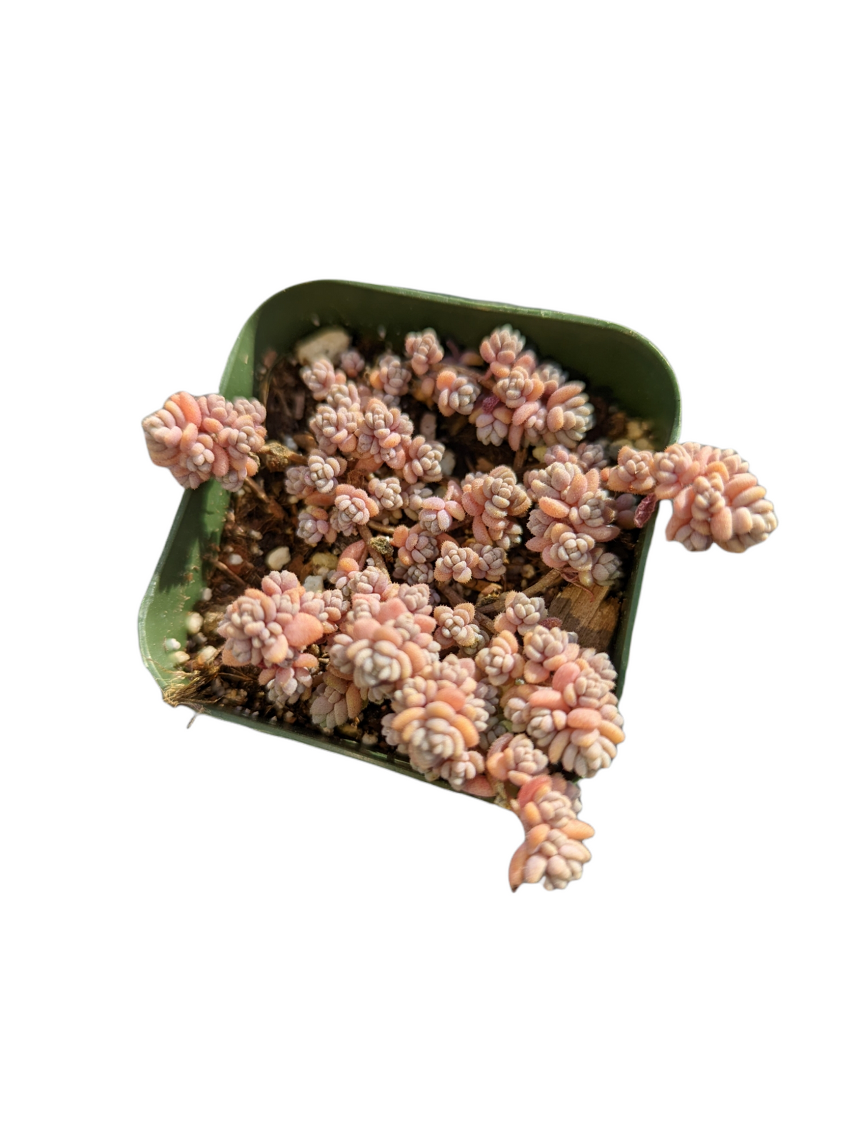 Sedum dasyphyllum Minor