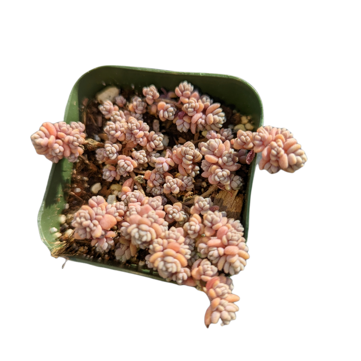 Sedum dasyphyllum Minor 2 Inch