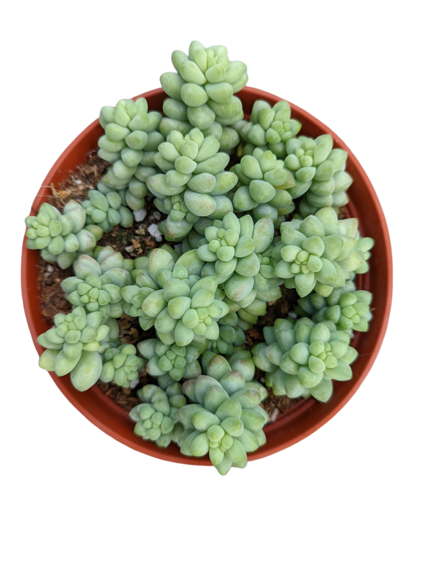 Sedum 'Burrito' Donkey Tail