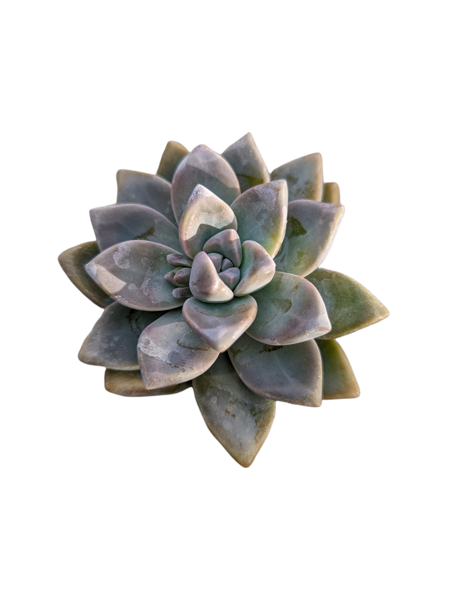 succulents that start with p Graptopetalum paraguayense