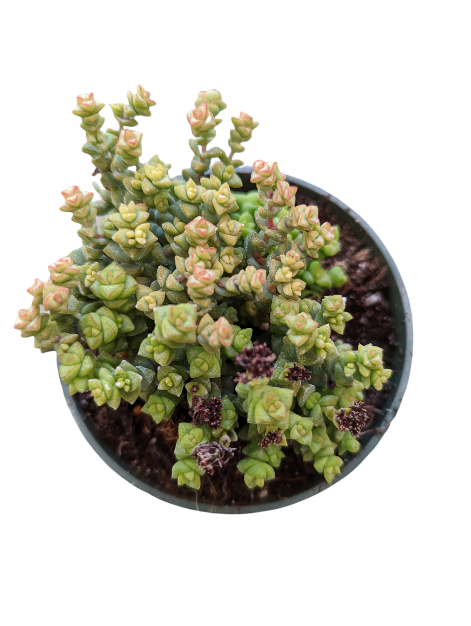 tom thumb succulent plant Crassula rupestris ssp. commutata 'Tom Thumb' 4 Inch