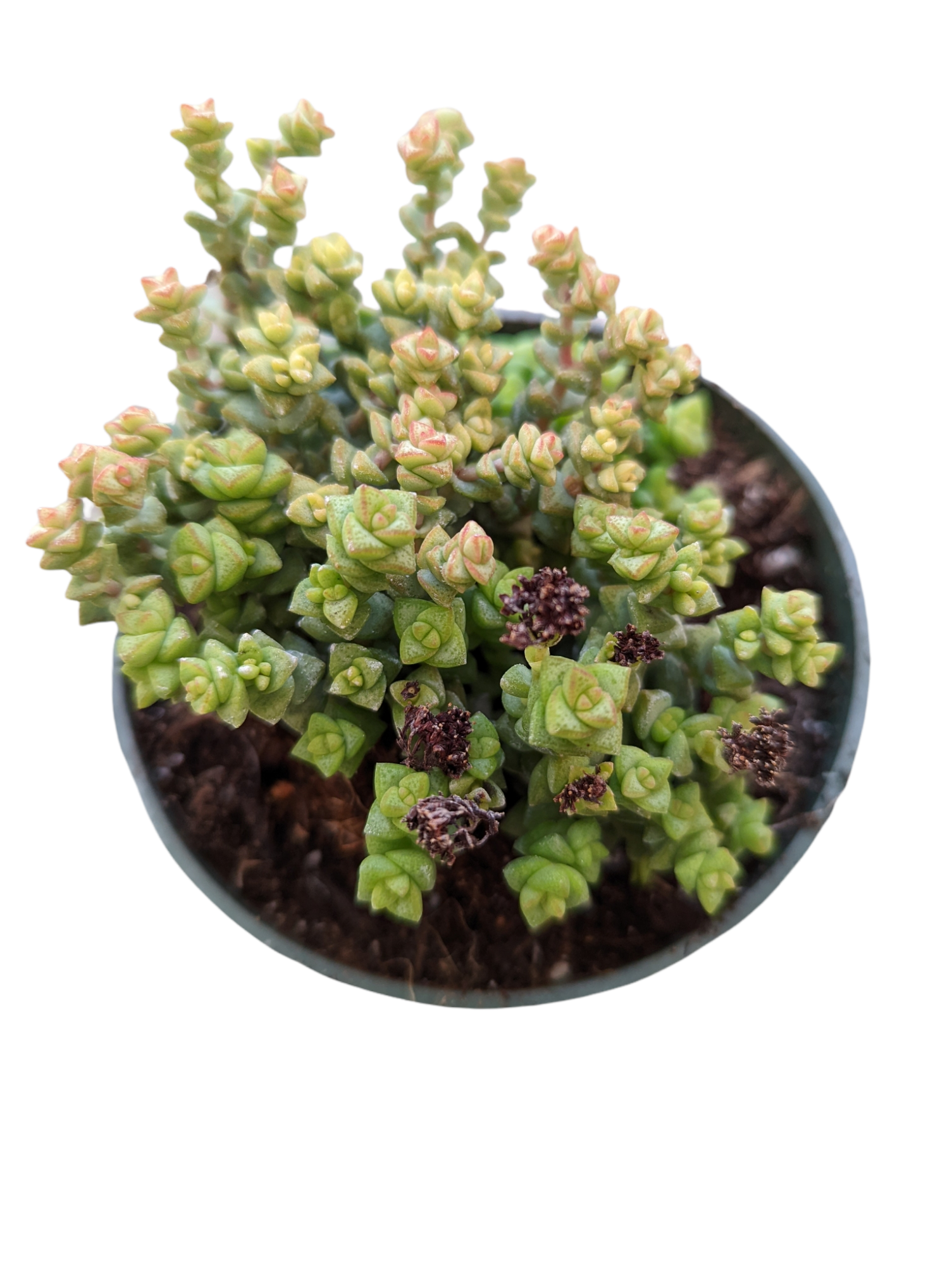 succulent tom thumb Crassula rupestris ssp. commutata 'Tom Thumb' 2 Inch