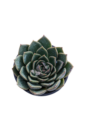 Echeveria agavoides 'Mira' - Succulents Depot