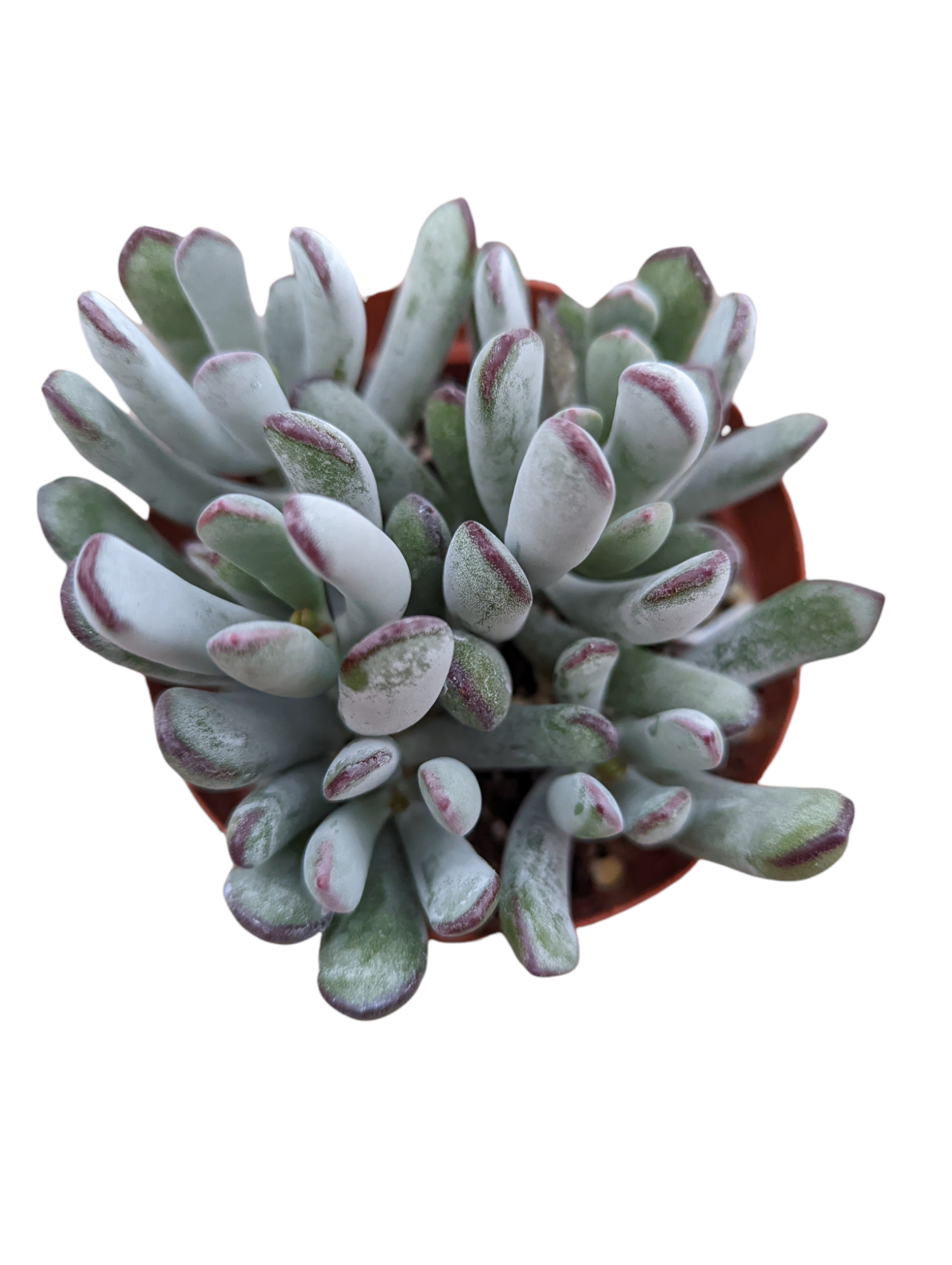 the succulent lady Cotyledon orbiculata 'Happy Young Lady'