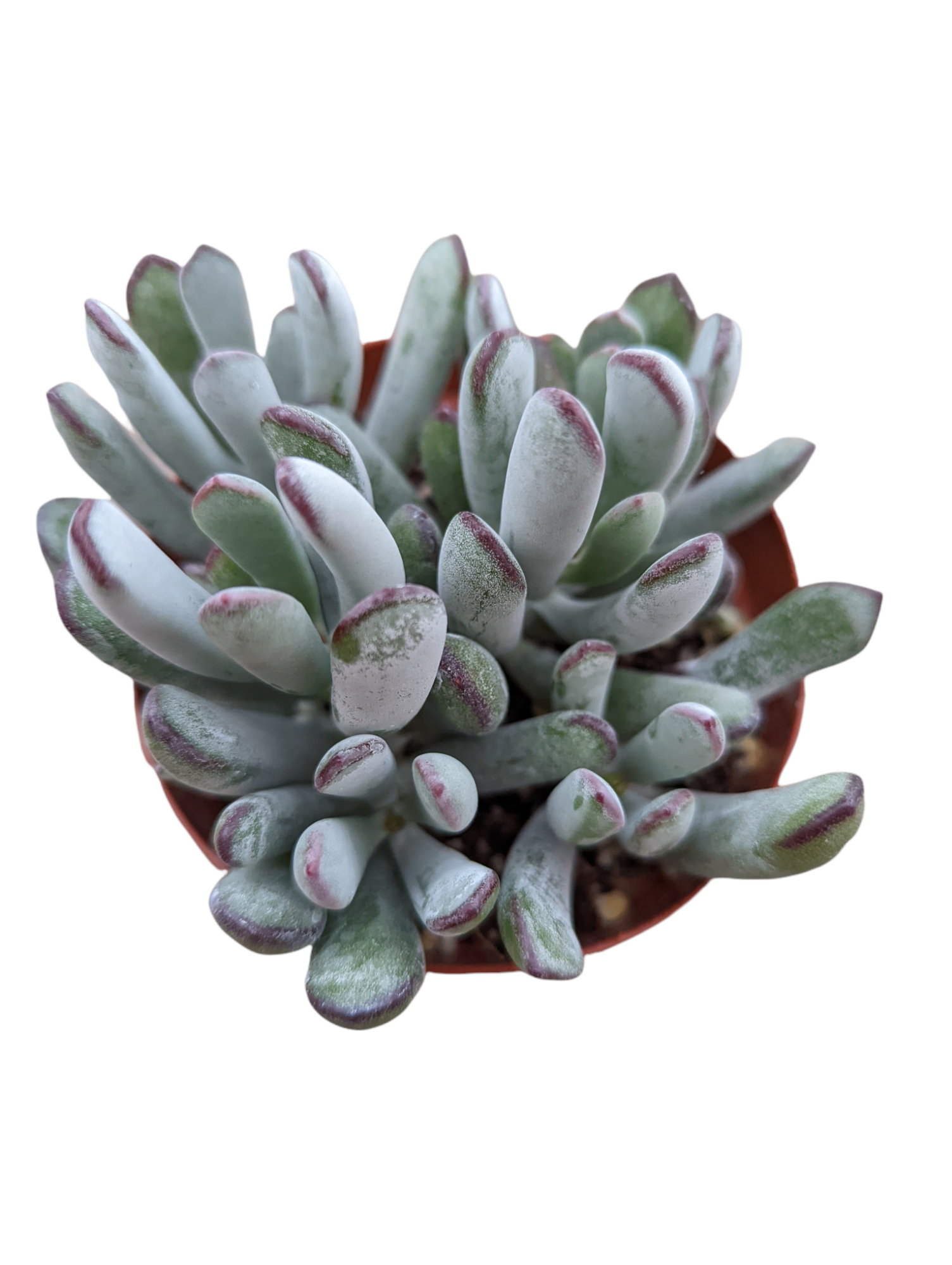 Cotyledon orbiculata 'Happy Young Lady'