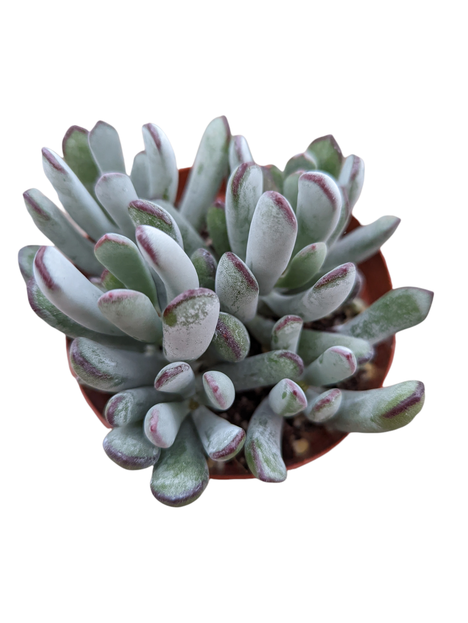 happy young lady succulent Cotyledon orbiculata 'Happy Young Lady'