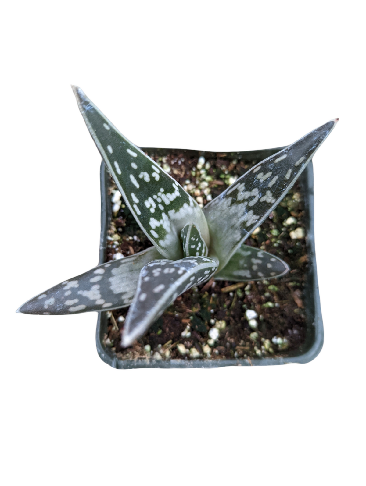 Gasteria sp