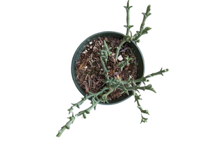 Ruschia uncinata 'Doringvygie'