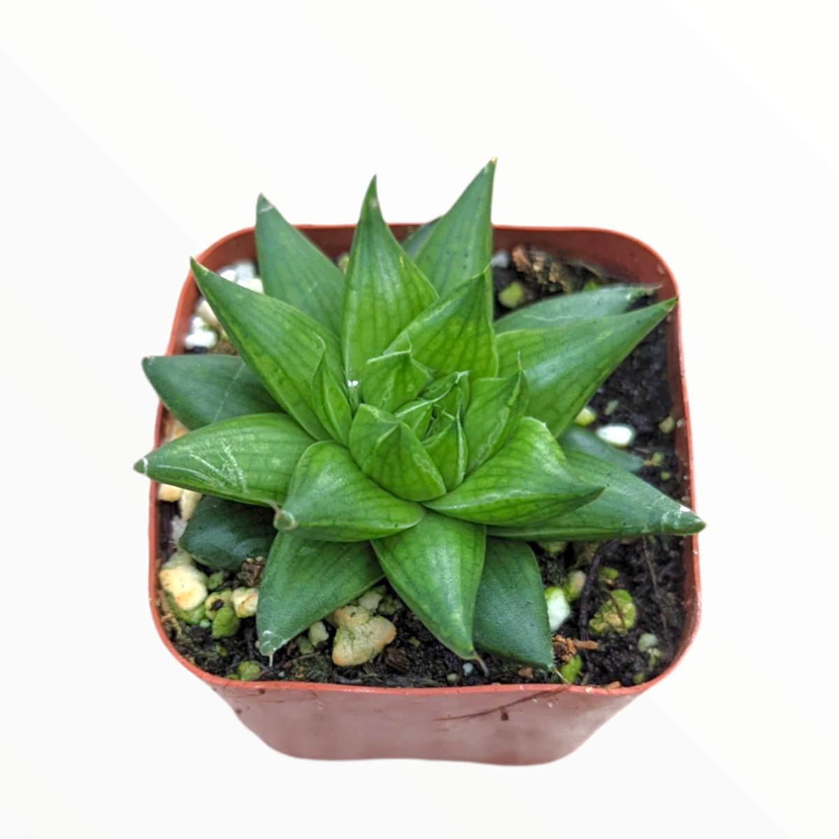 Haworthia marumiana var. batesiana - Succulents Depot