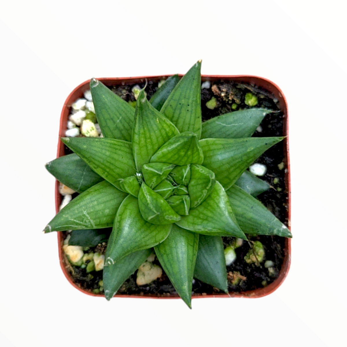 Haworthia marumiana var. batesiana - Succulents Depot