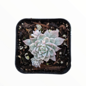 Echeveria Prolifica Variegata