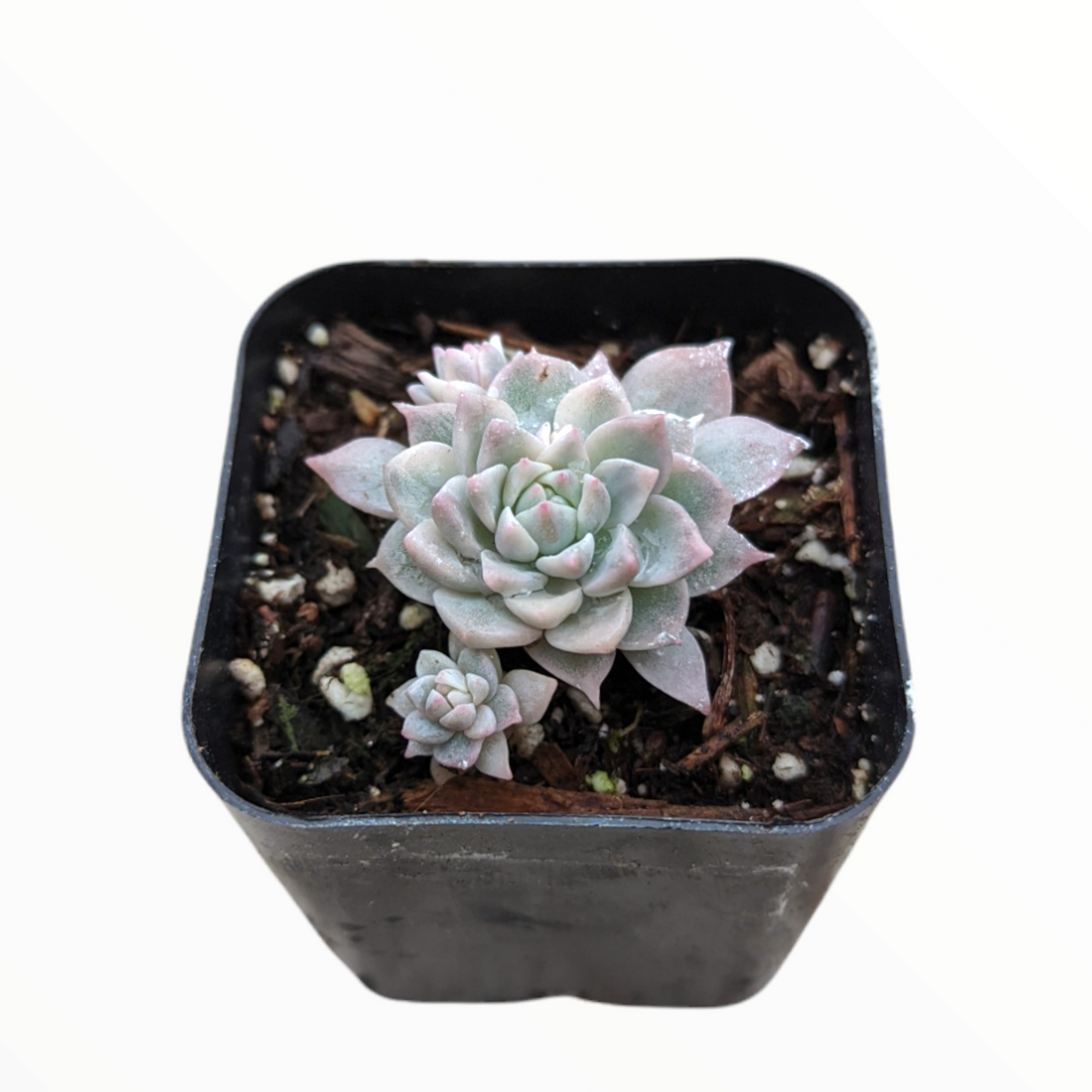 Echeveria Prolifica Variegata