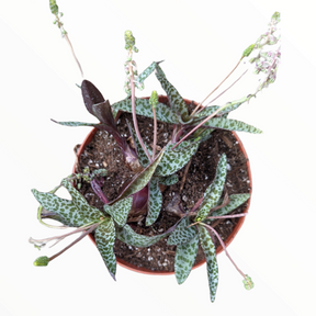 spotted succulent plant Ledebouria ovatifolia ‘Silver Squill’ 2 Inch