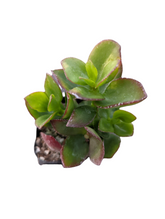 Crassula sarmentosa in small nursery pot.