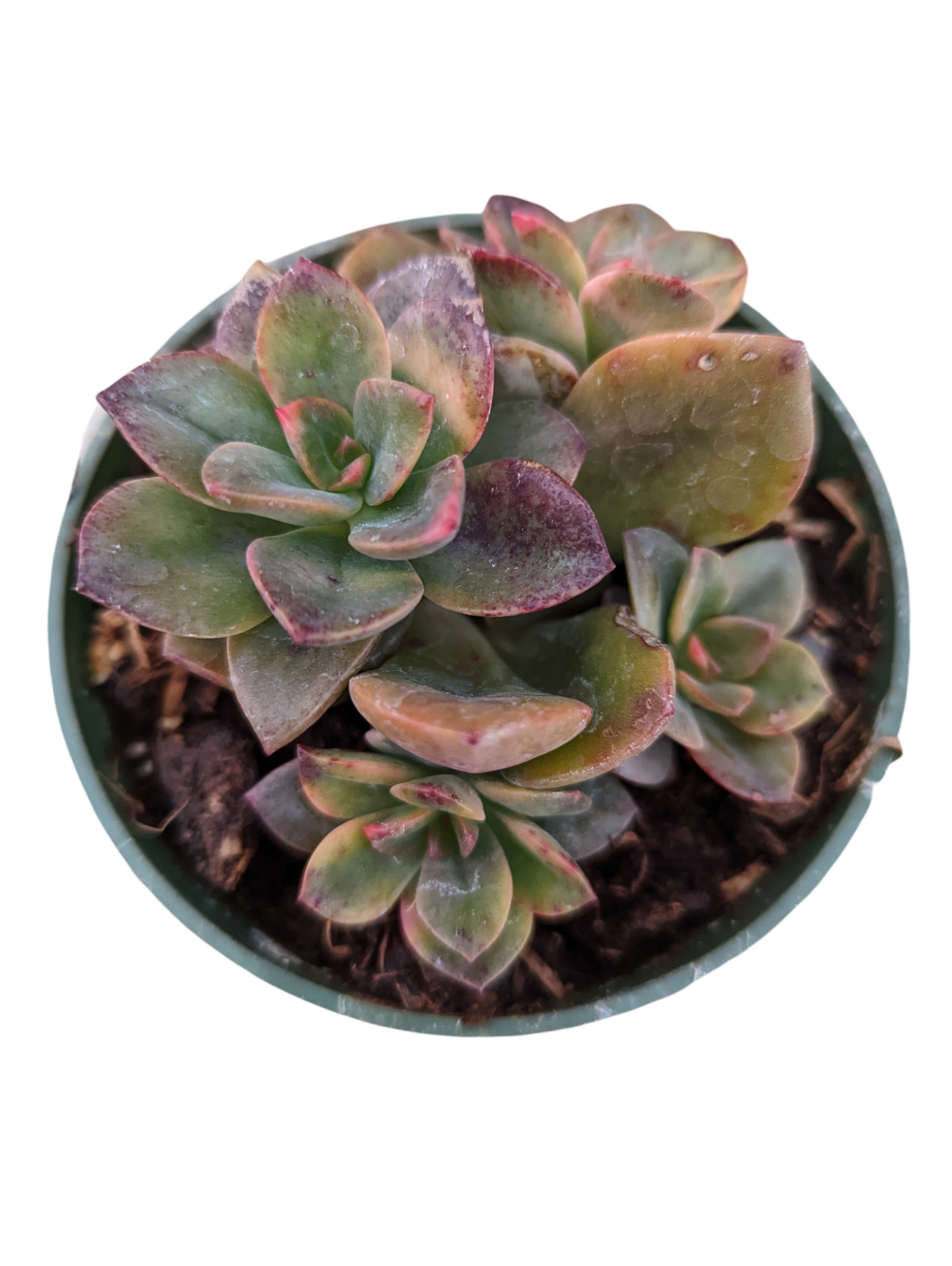 chroma succulent Echeveria 'Chroma' -