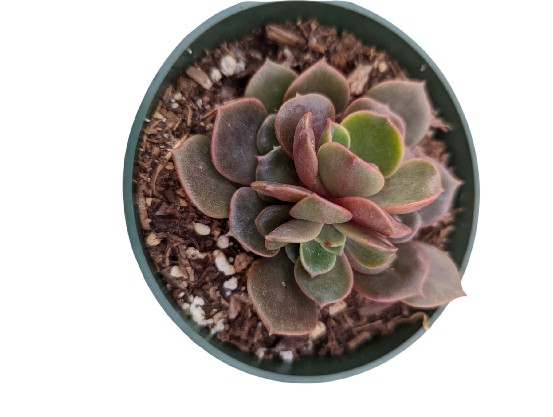 vampire red ball succulent Echeveria Vampire 'Red ball'