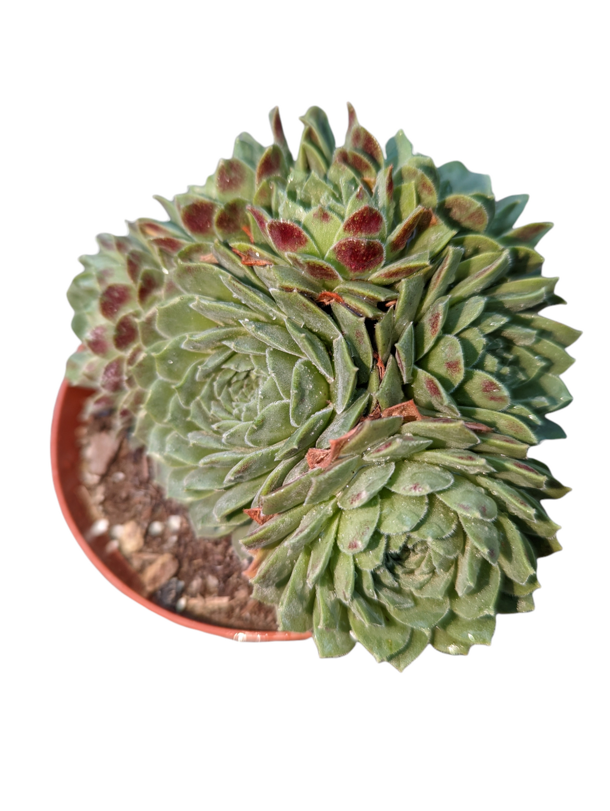 Sempervivum Sp