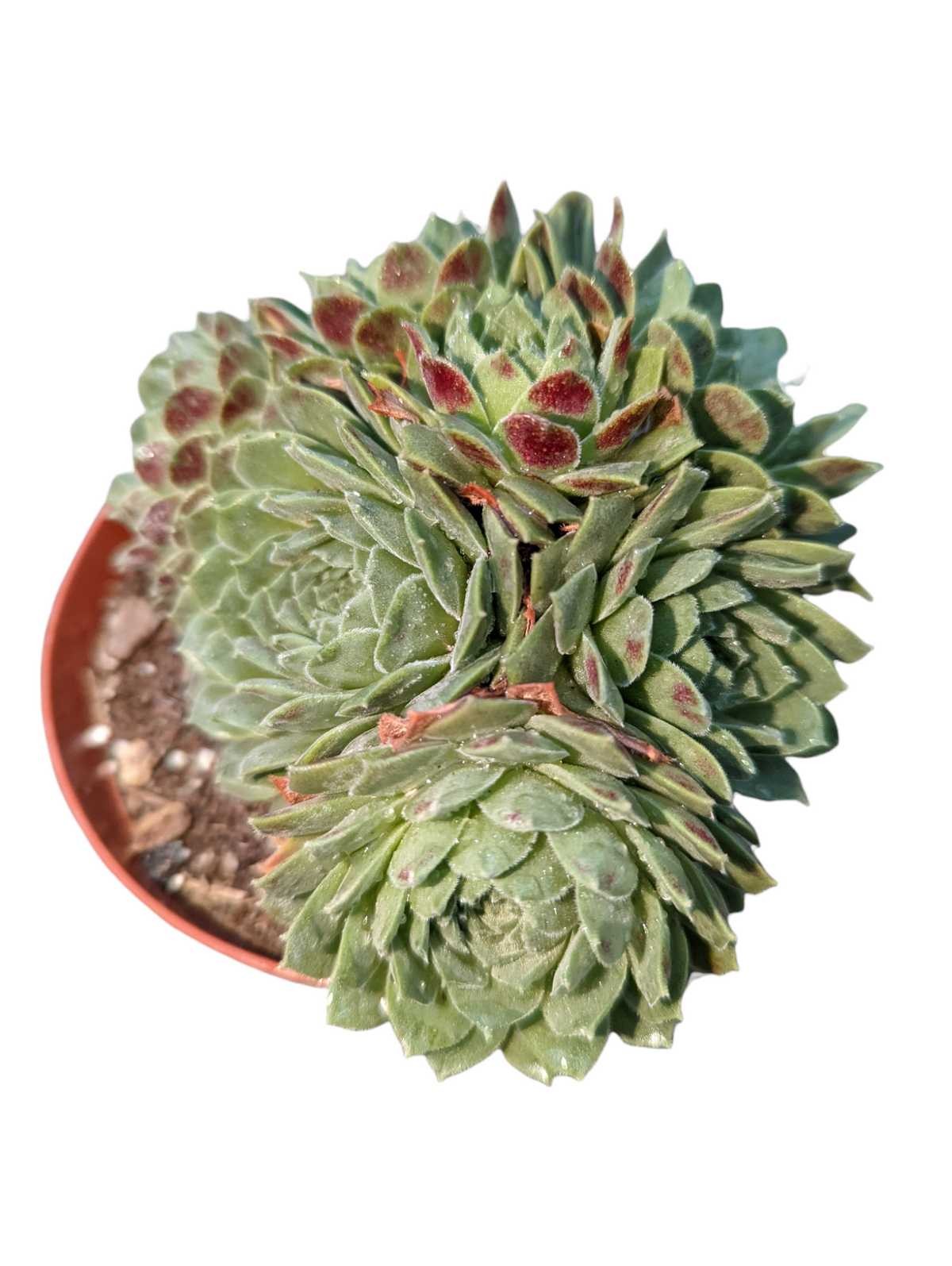 Sempervivum Sp