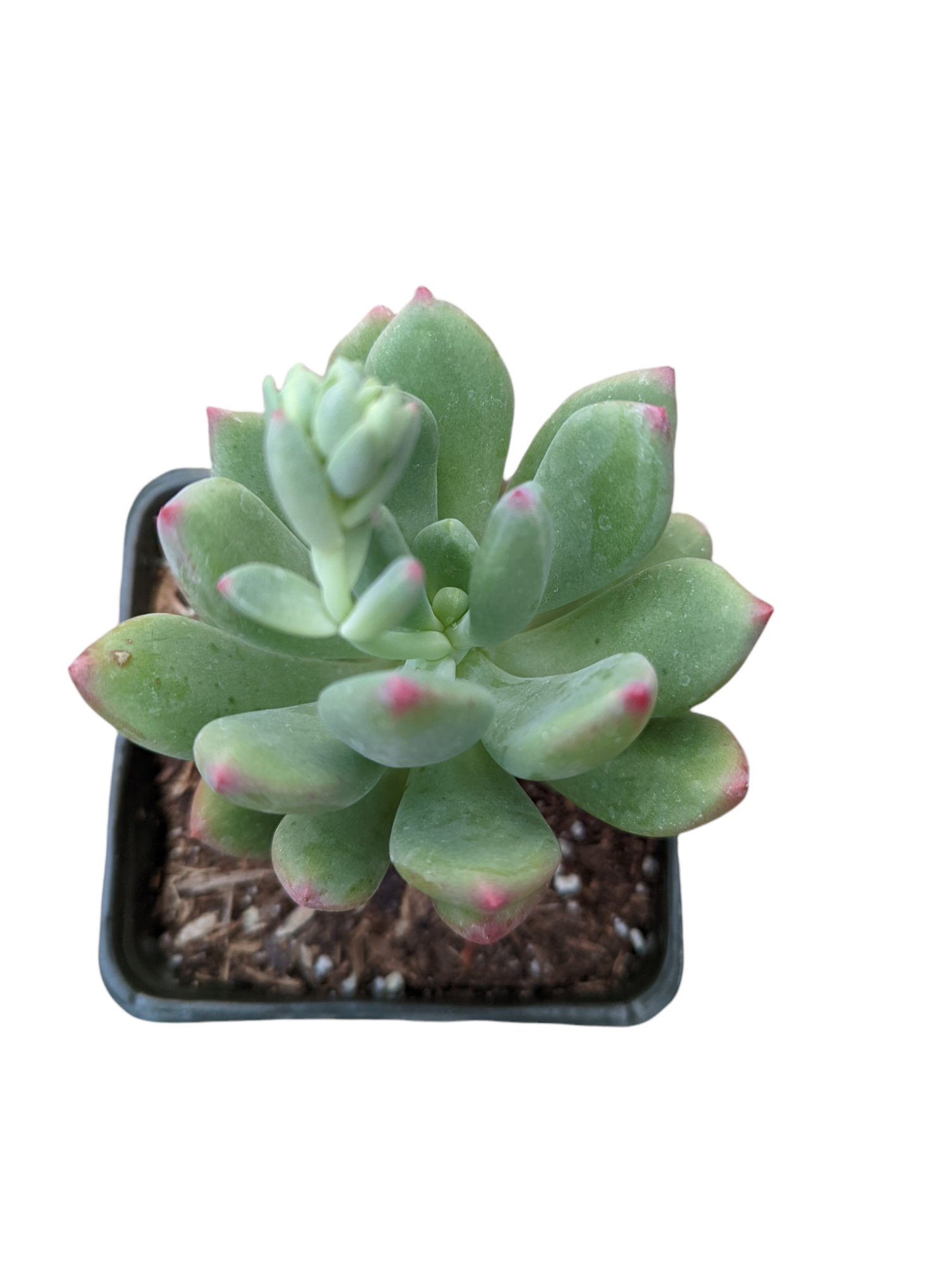 Pachyveria ‘Jewel Tone’ - Succulents Depot