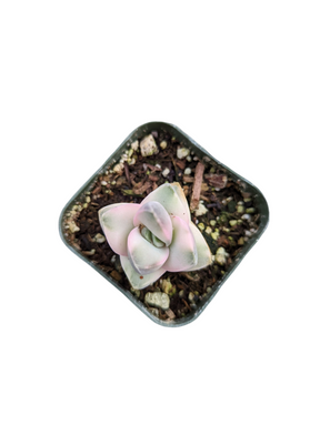 Crassula 'Moonglow' Variegata
