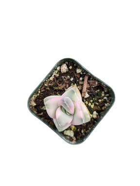Crassula 'Moonglow' Variegata