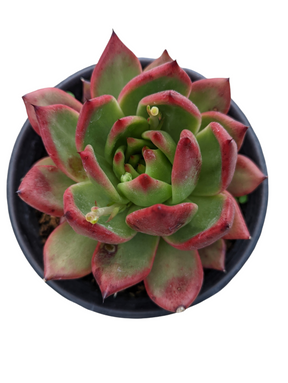 Echeveria agavoides 'Scarlet'