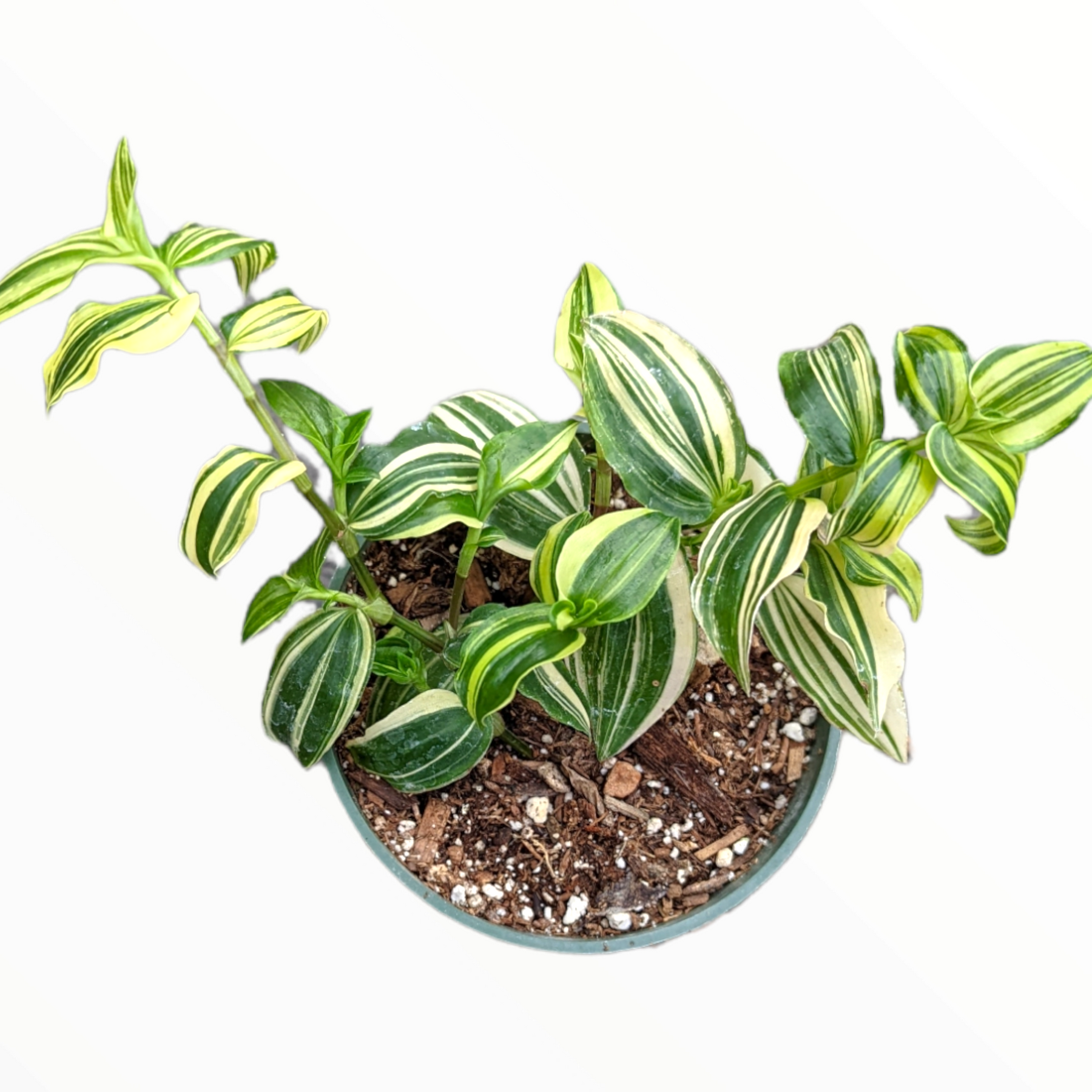 tradescantia potting mix Tradescantia fluminensis Variegata Wandering Dude 2 Inch