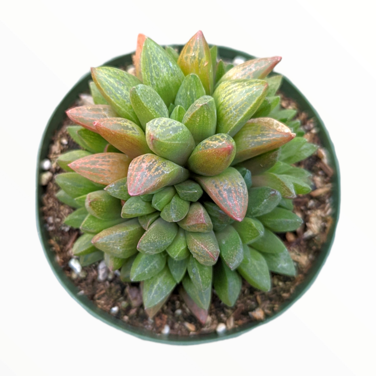 Haworthia turgida X