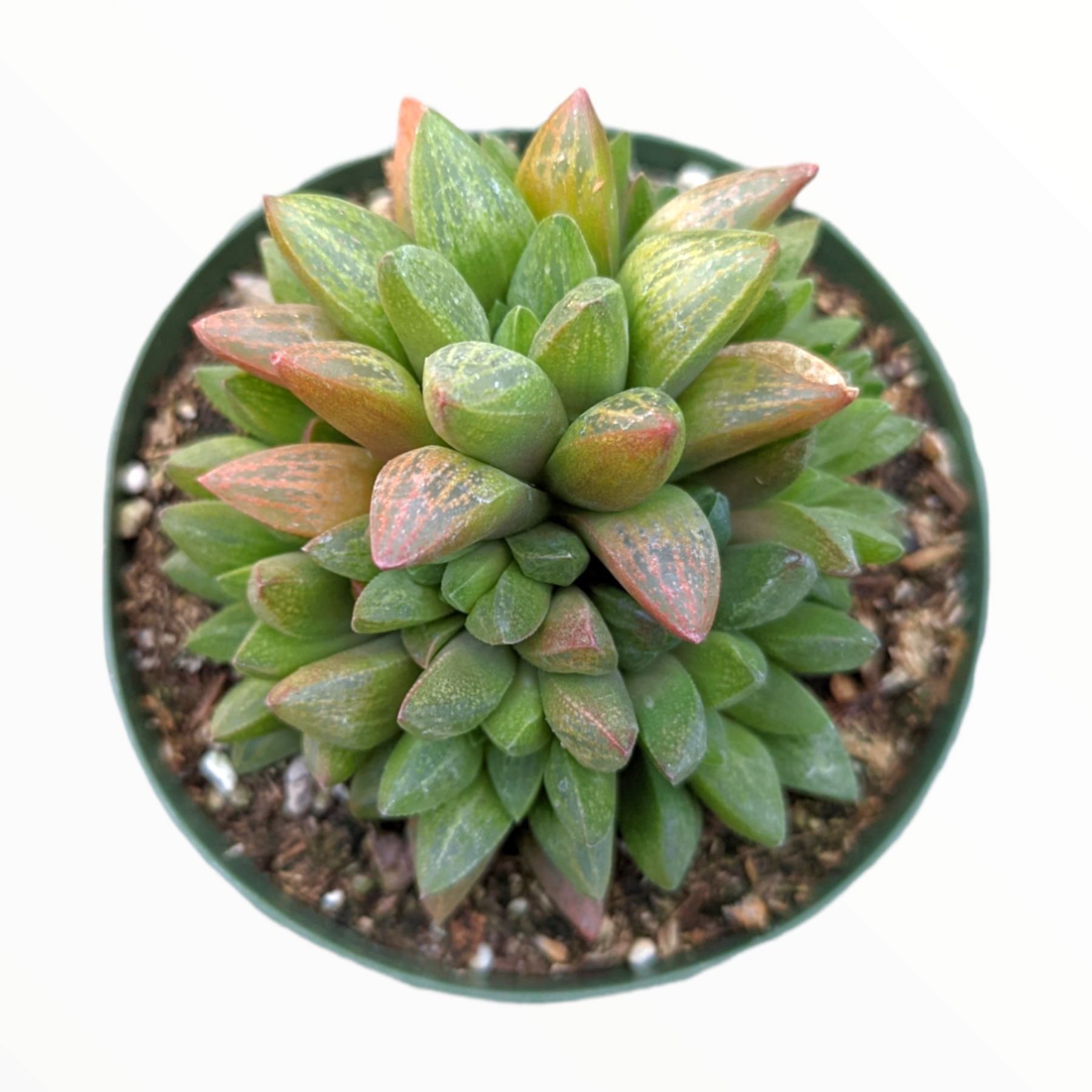 translucent succulent leaves Haworthia turgida X