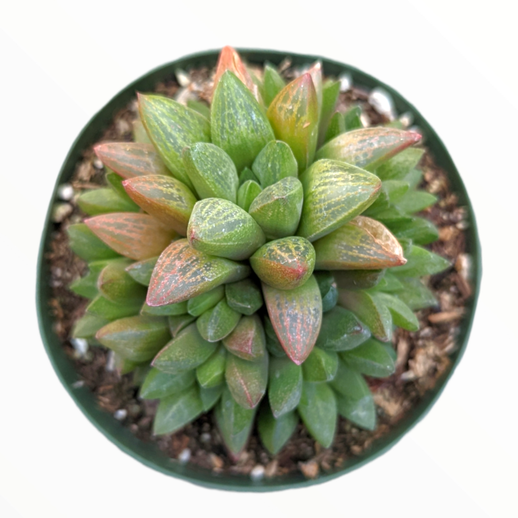 green pointy succulent Haworthia turgida X 4 Inch #B