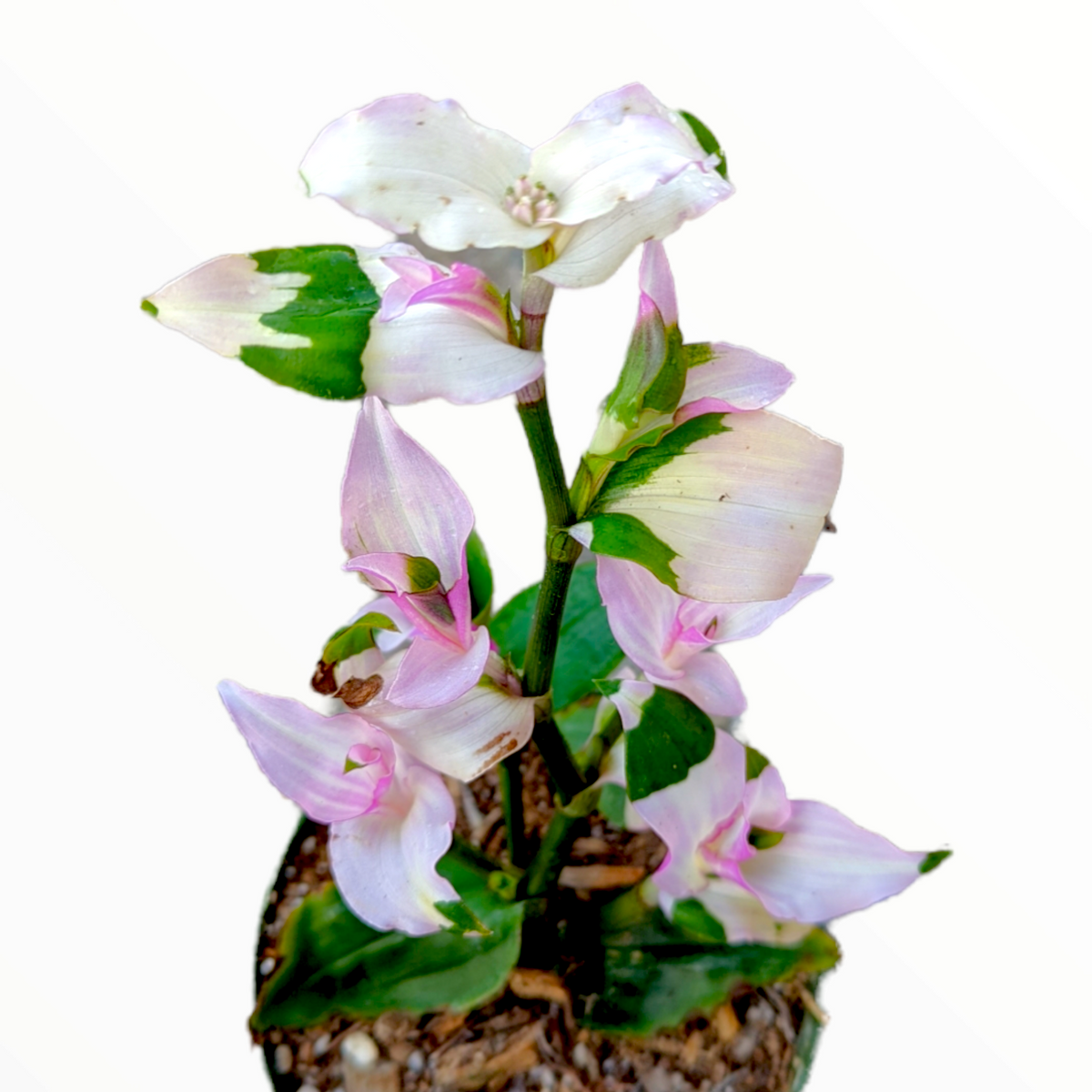 Tradescantia 'Blushing Bride' – One Earth Botanical