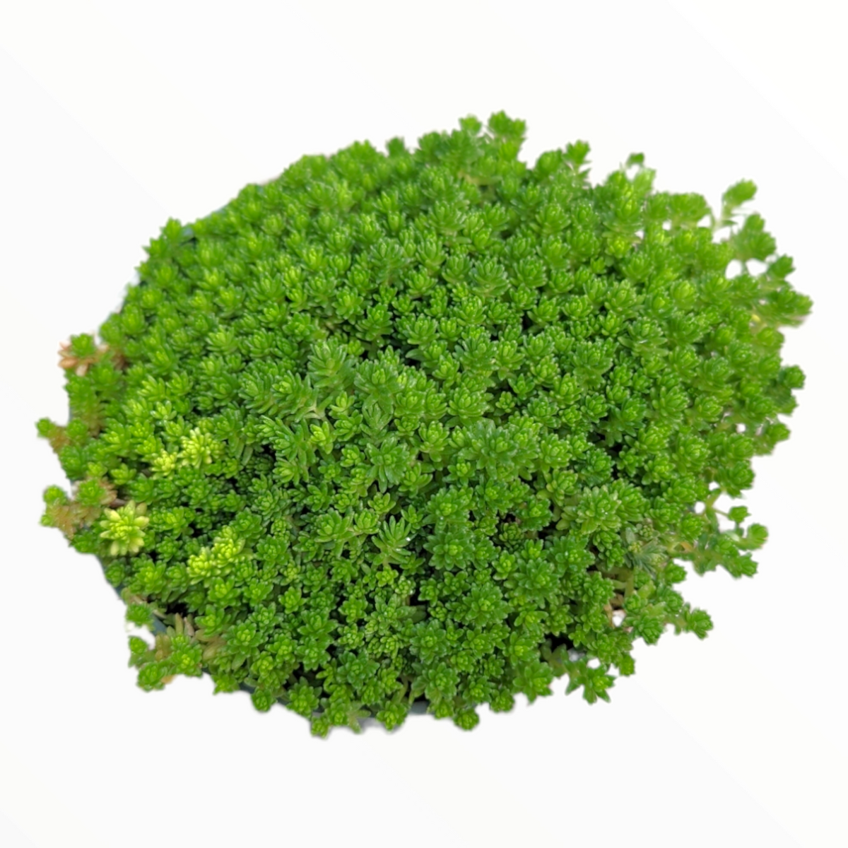 Sedum acre