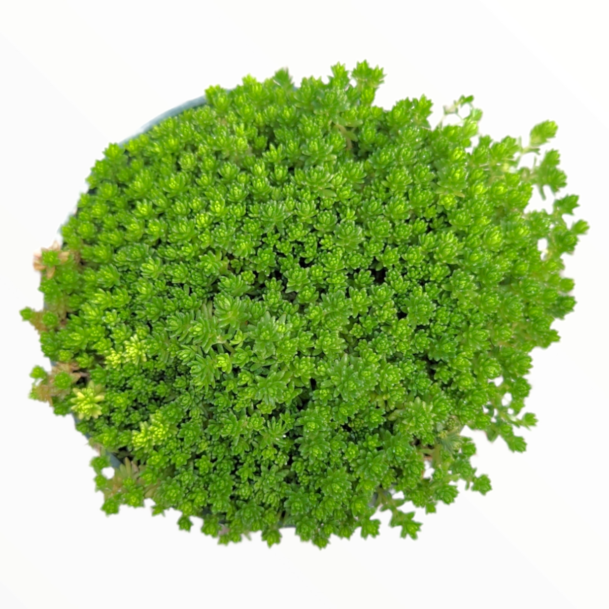 Sedum acre