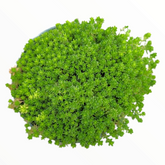 Sedum acre