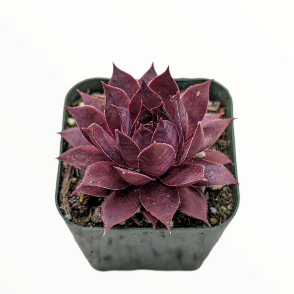 lion succulent Sempervivum Red Lion