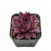 Sempervivum Red Lion in nursery pot with gritty mix.
