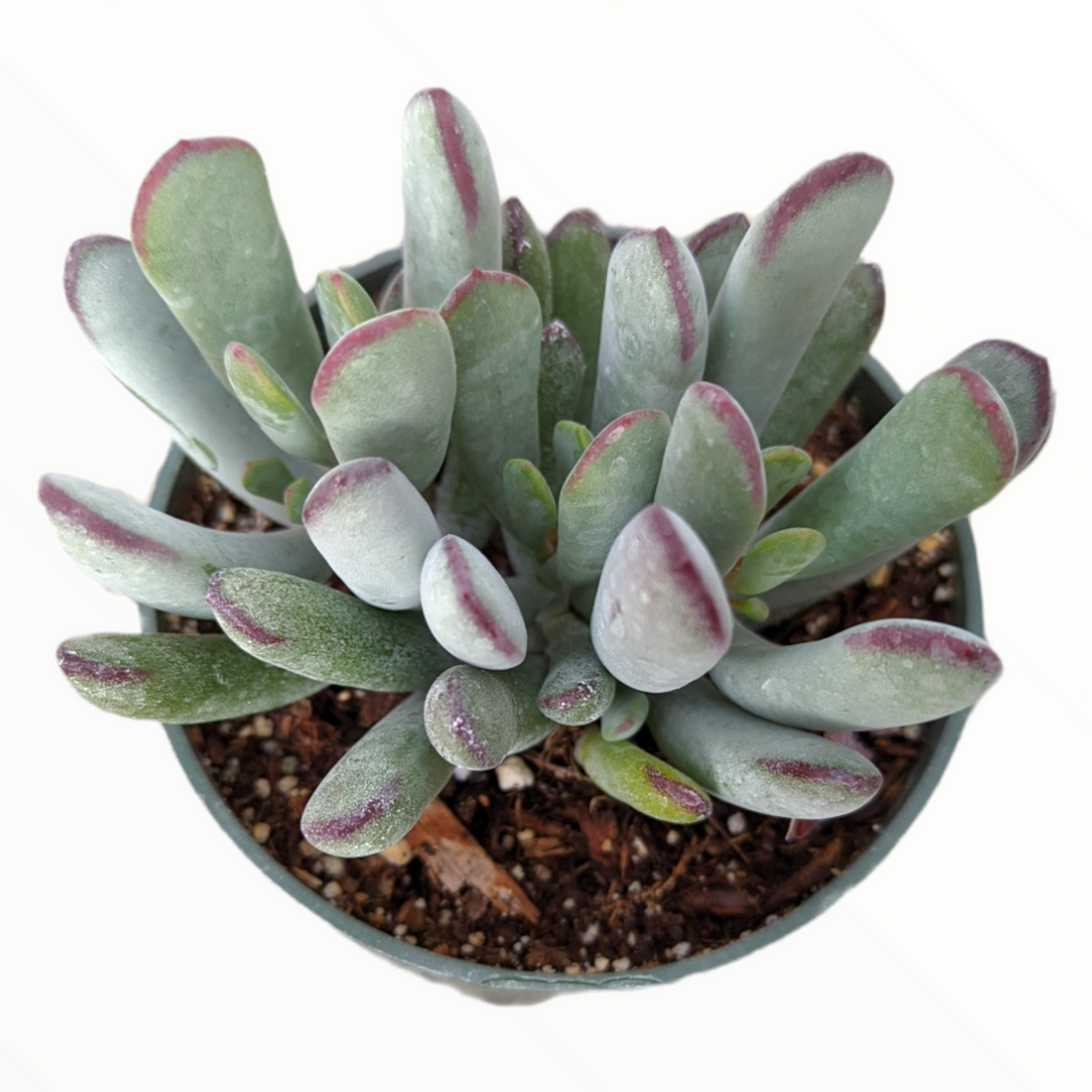 Cotyledon orbiculata 'Happy Young Lady'