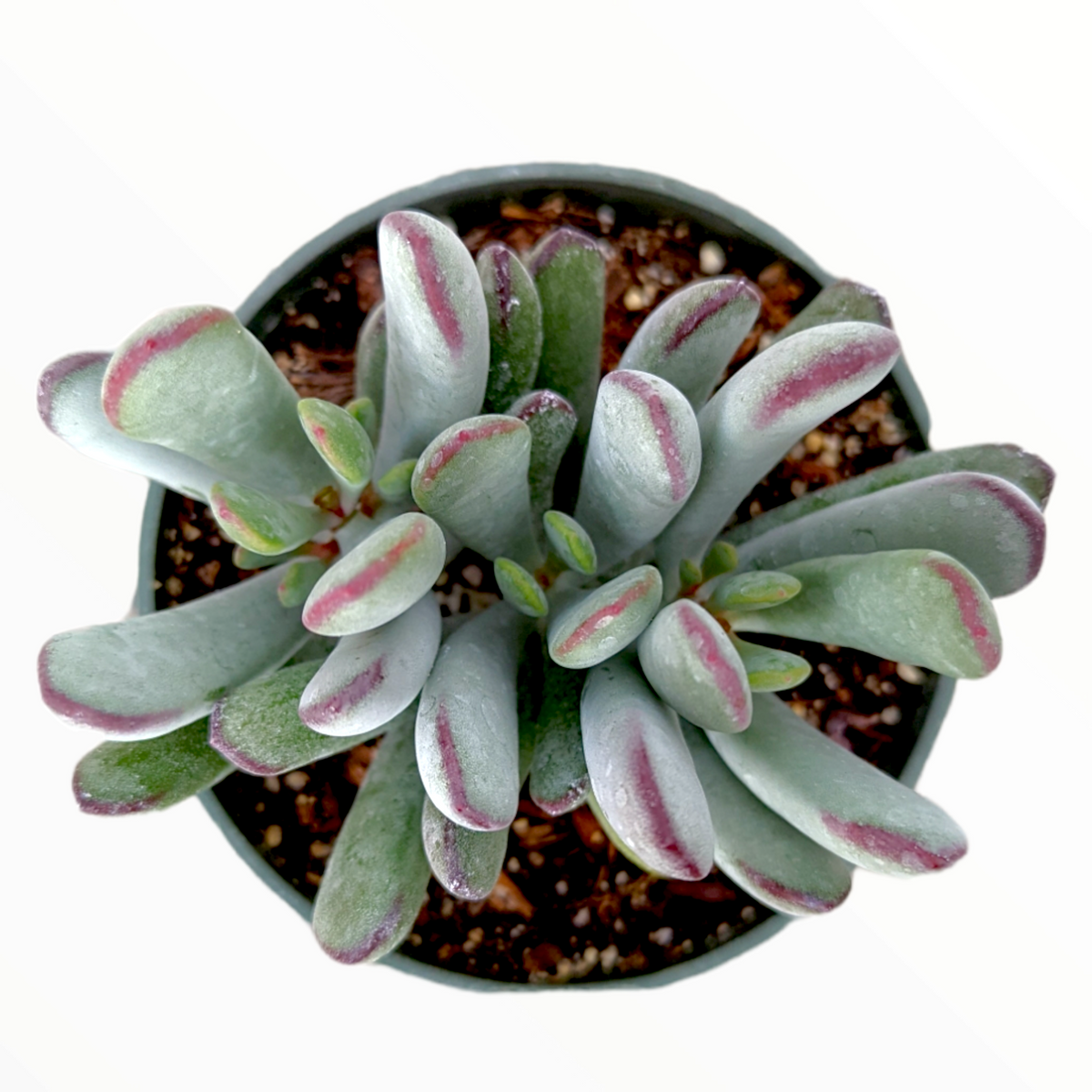 Cotyledon orbiculata 'Happy Young Lady'