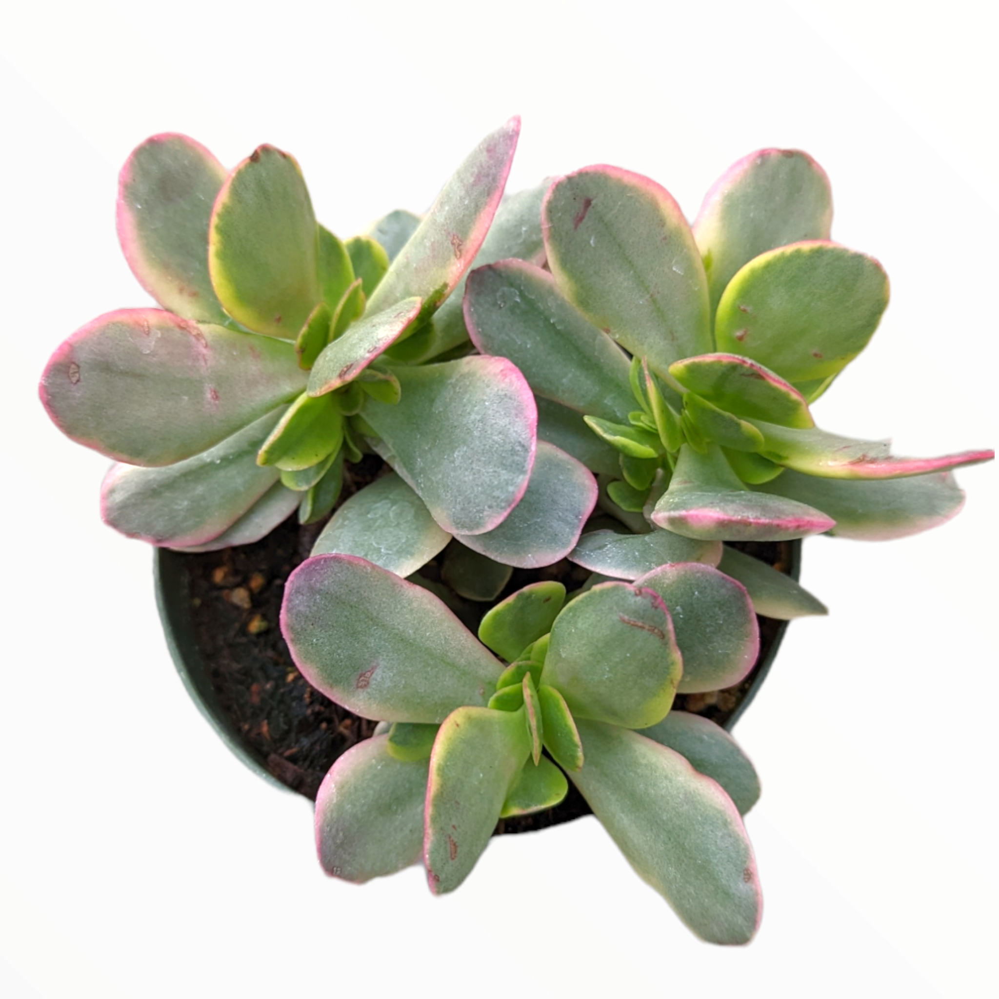 platyphylla succulent Crassula platyphylla f. Variegata 4 Inch