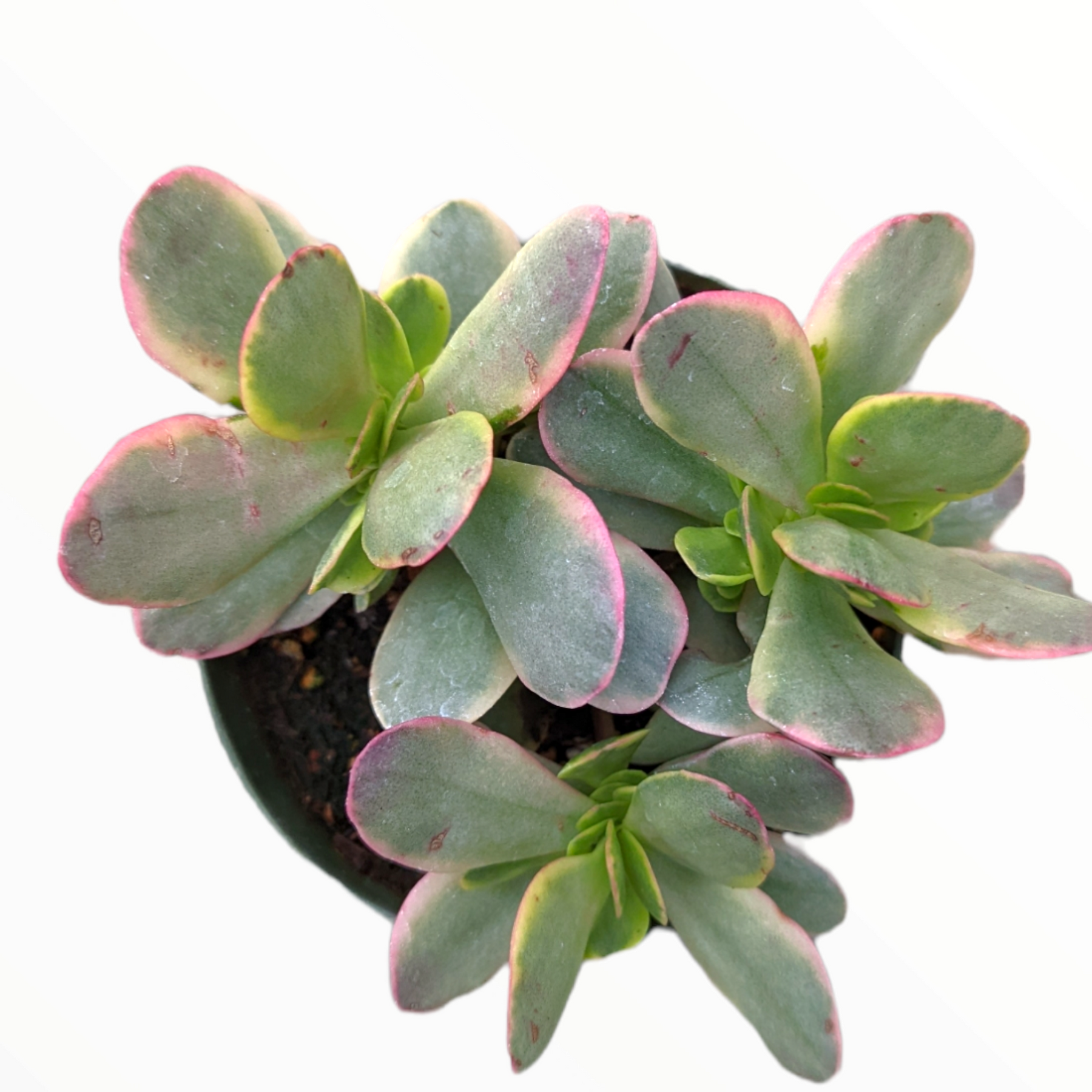 crassula succulent for sale Crassula platyphylla f. Variegata 4 Inch